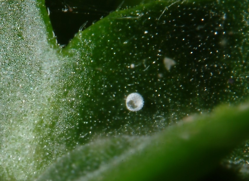 Ancora Cacyreus marshalli